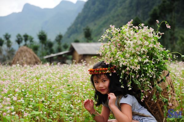 Hình ảnh của Hà Giang chào đón mùa hoa tam giác mạch bừng nở